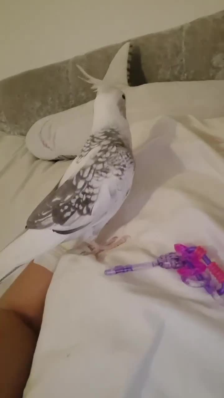 Cockatiels birds for sale: Cockatiel, female. - Video 1