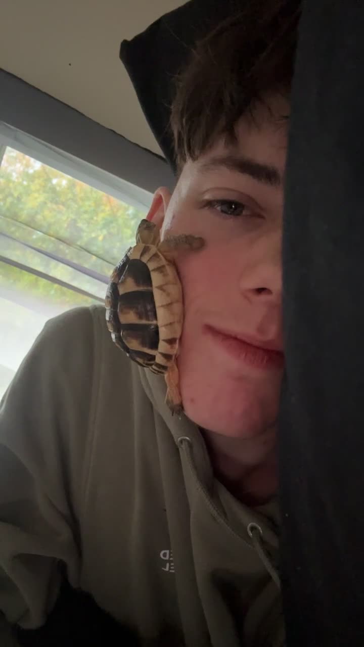 Hermann Tortoise reptiles for sale: selling my tortoise  - Video 1