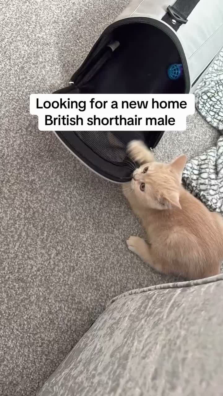 British Shorthair cats for sale: Kitten male bsh  - Video 1