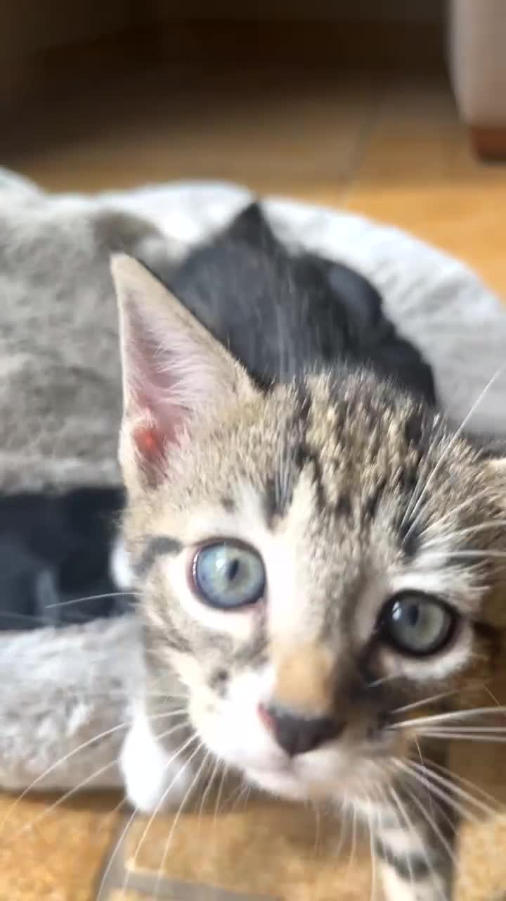 Mixed Breed cats for sale: Tabby kittens for sale - Video 4