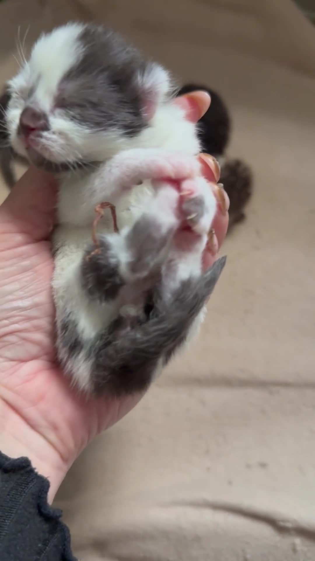 Norwegian Forest Cat cats for sale: 4 super loving fluffy kitties  - Video 3