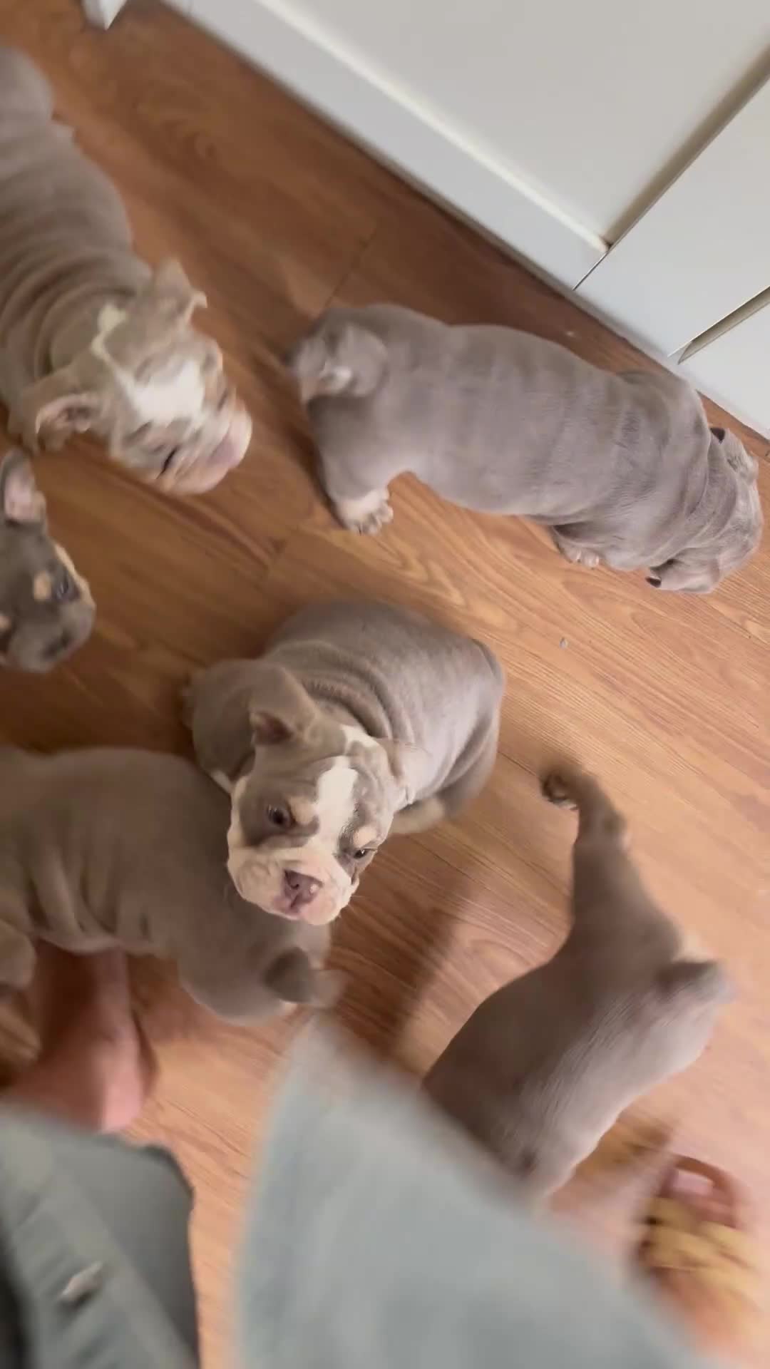 English Bulldog dogs for sale: September waiting list open  - Video 1