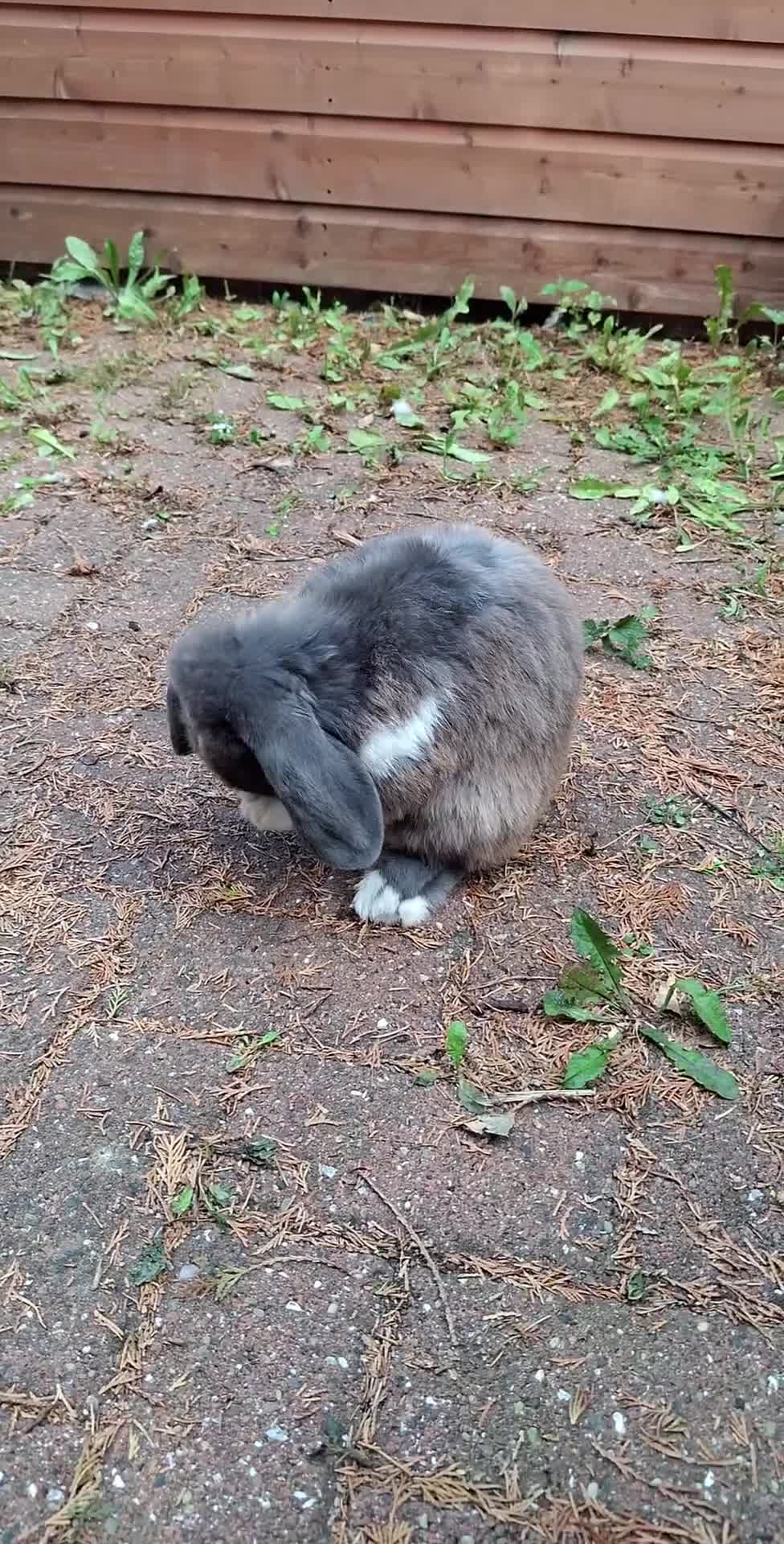 Mini Lop rabbits for sale: Male Mini Lop Rabbit with Hutch and accessories - Video 1