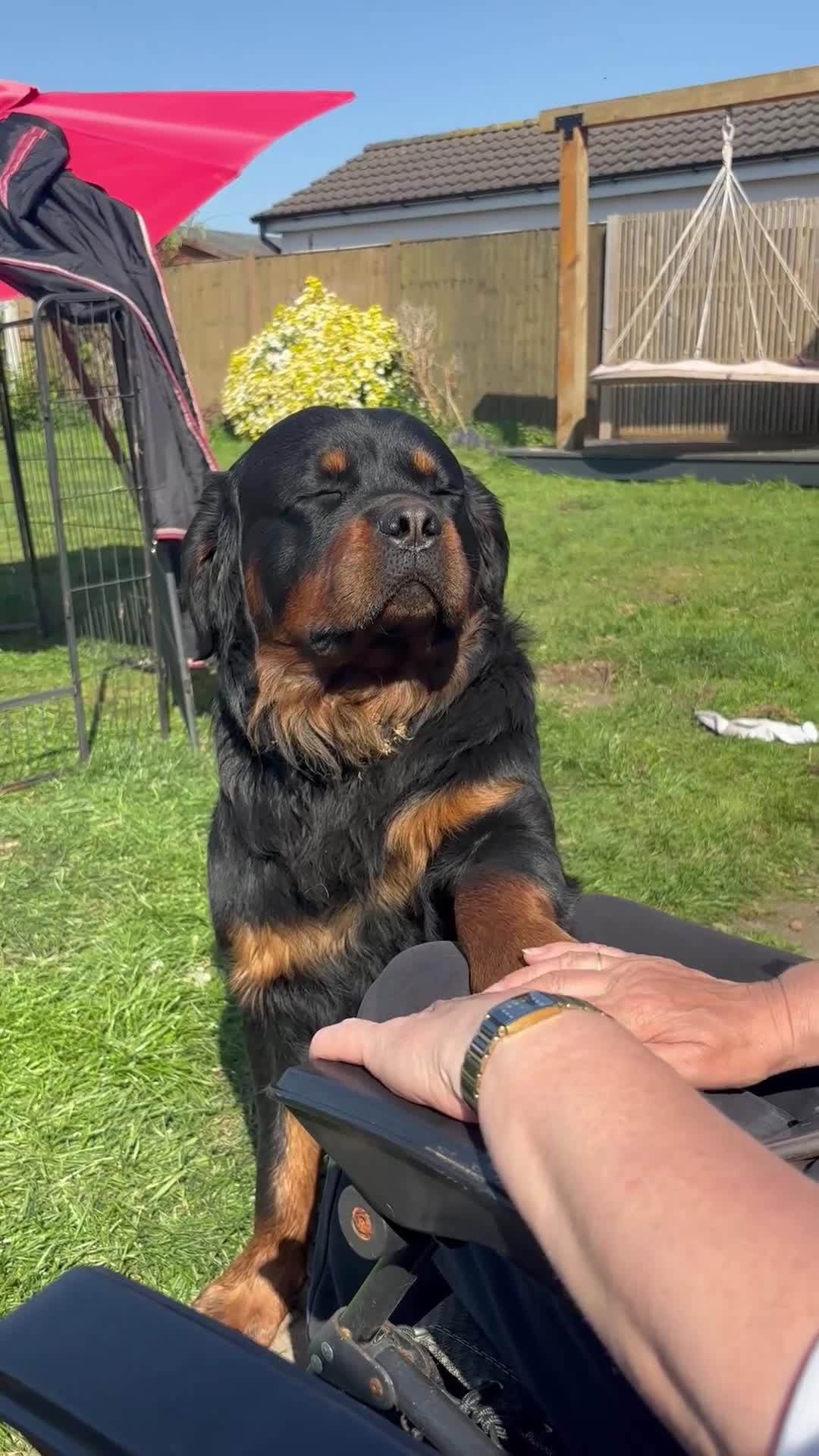 Rottweiler dogs for sale: Stunning Rottweiler Puppies  - Video 1