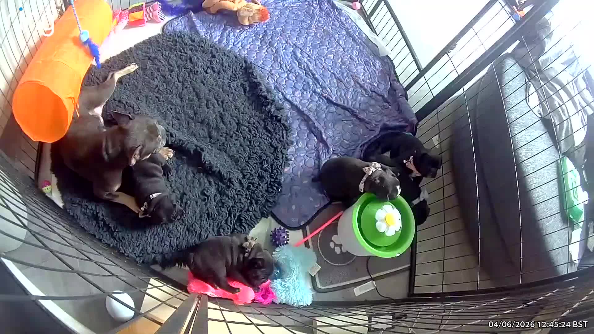 Mixed Breed dogs for sale: 🐾 French Bulldog × Olde English Bulldog Pups 🐾 - Video 1