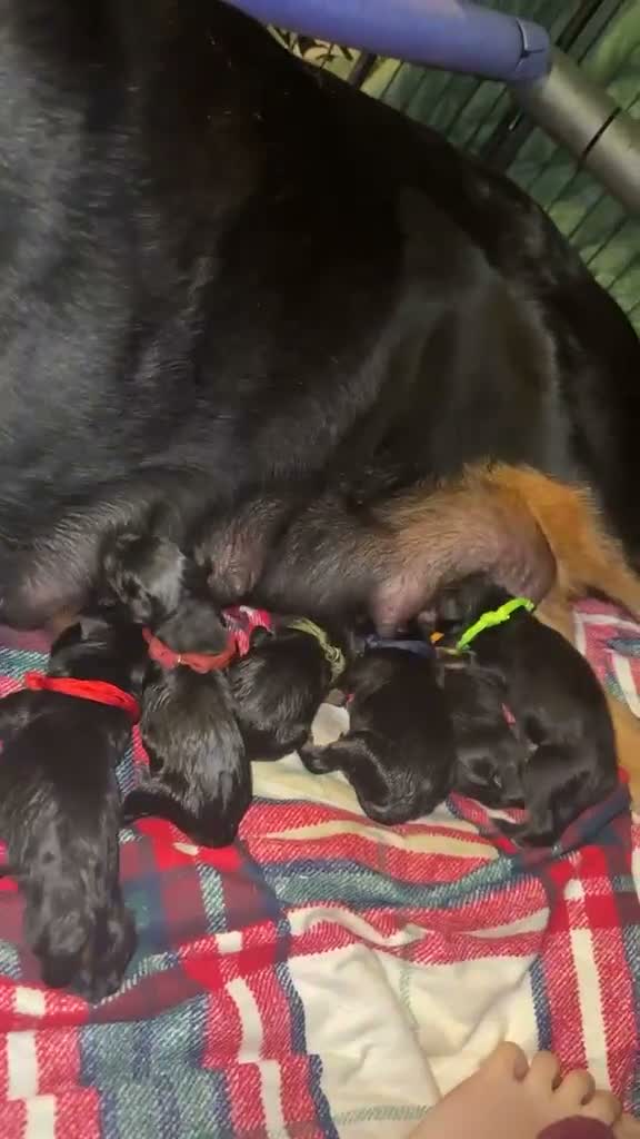 Rottweiler dogs for sale: Beautiful Pedigree Rottweiler Boys - Video 1