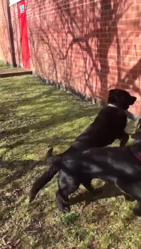 German Shepherd dogs for sale: Adorable Black German Shepherd in Basildon - Video 1