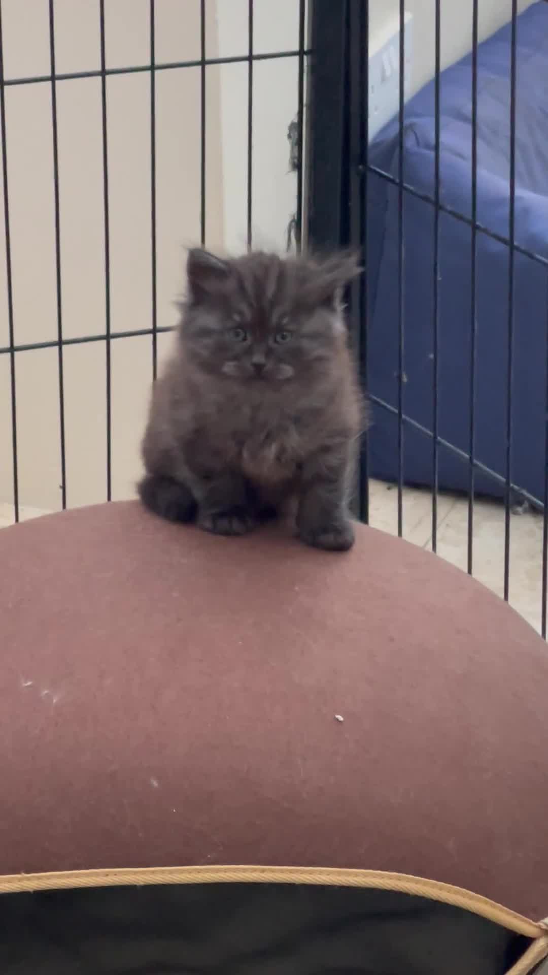 Siberian cats for sale: Fluffy, purebred, healthy Siberians come available - Video 1