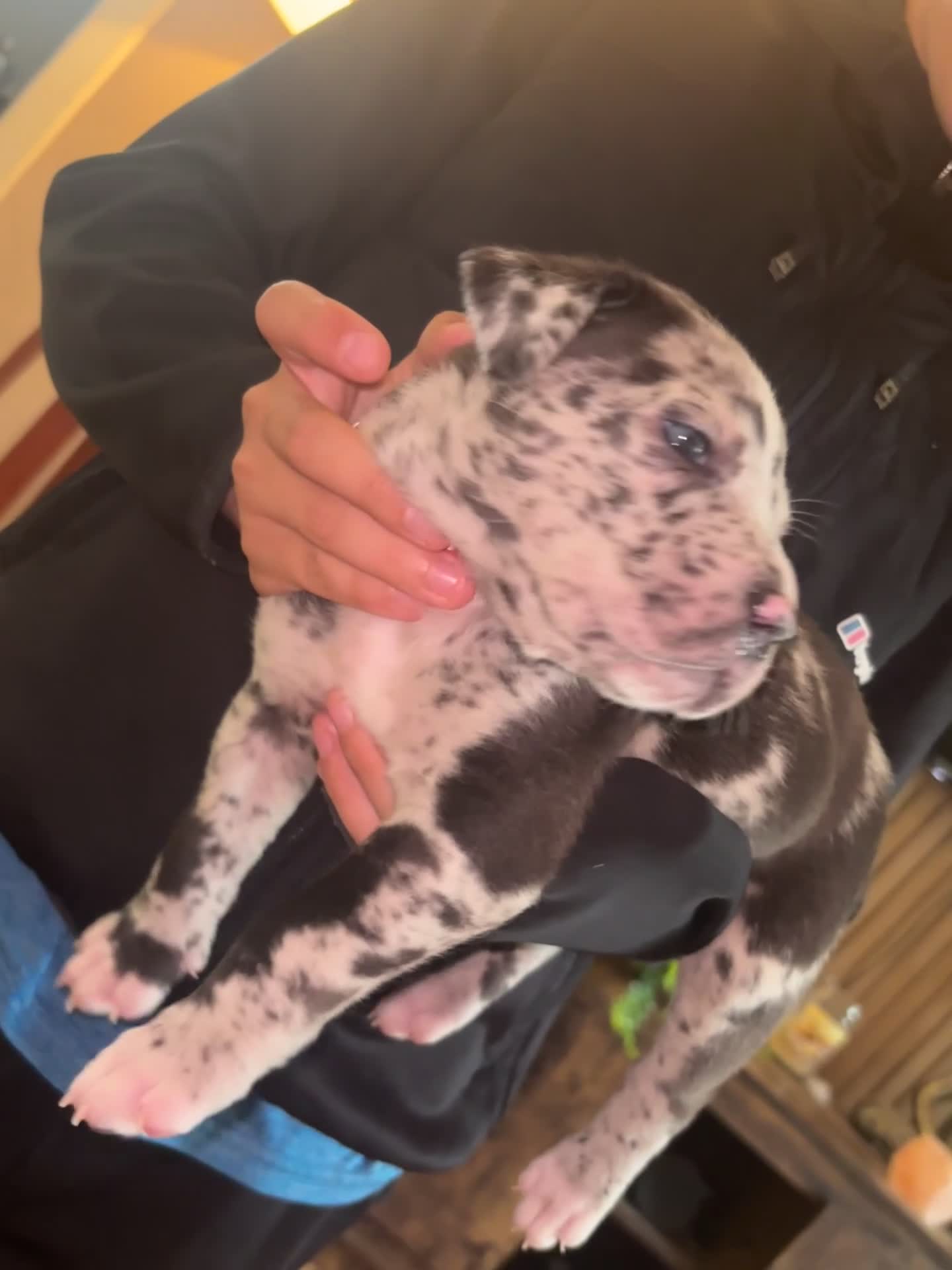 Mixed Breed dogs for sale: Mastiff X (North American & South African)  - Video 2
