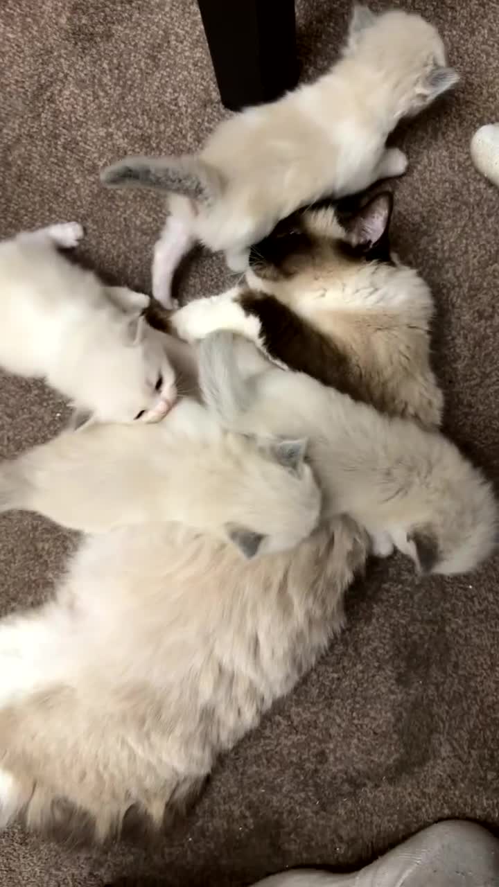 Ragdoll cats for sale: Fluffy Ragdoll kittens  - Video 1