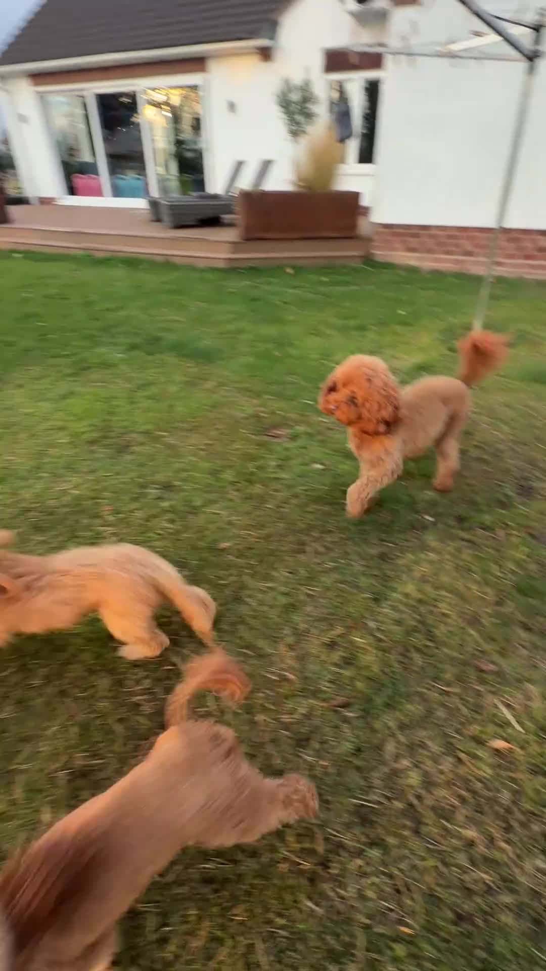 Mini Goldendoodle dogs for sale: READY TO LEAVE - 5* BREEDER & POLICE DOG TRAINER  in Lincoln - Video 2