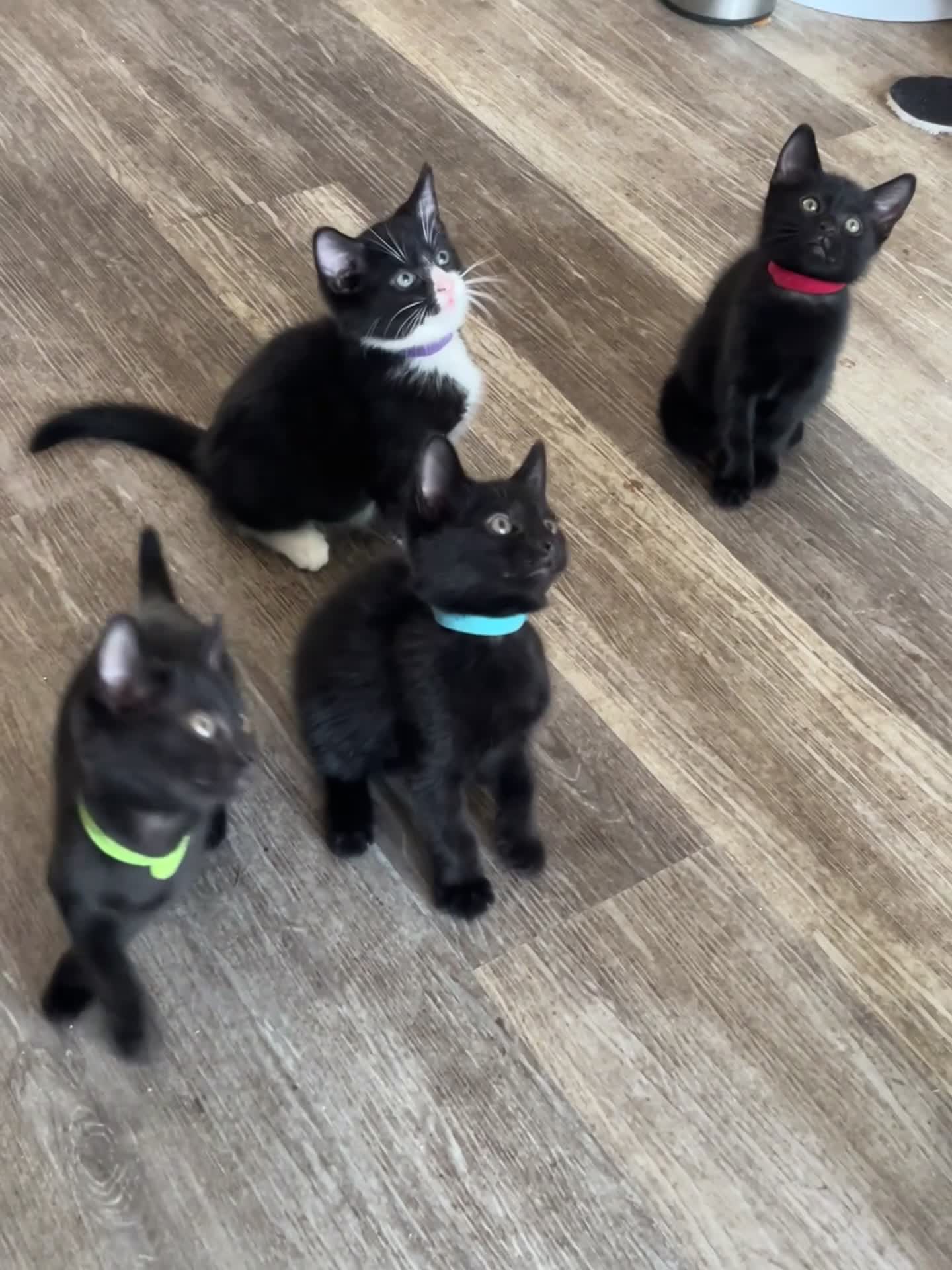 British Shorthair cats for sale: 6 x cutest kittens ever  - Video 1
