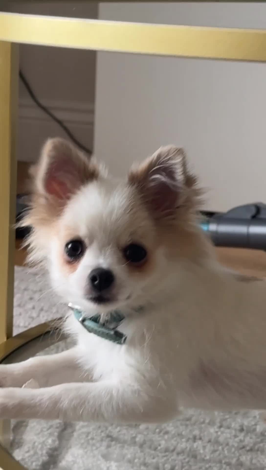 Pomchi dogs for sale: I have to sell my little man - Video 1