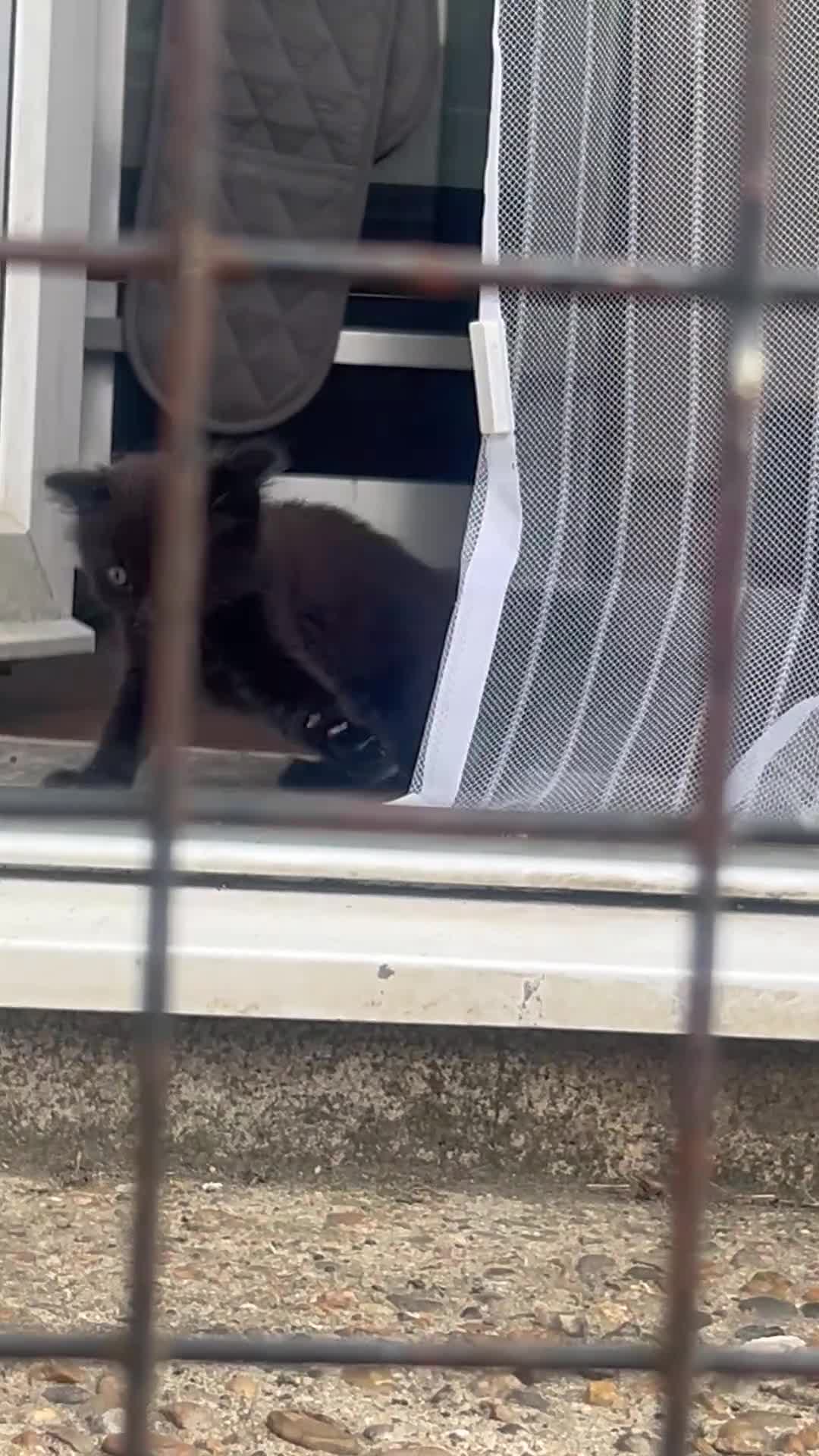 Mixed Breed cats for sale: Kittens  - Video 2
