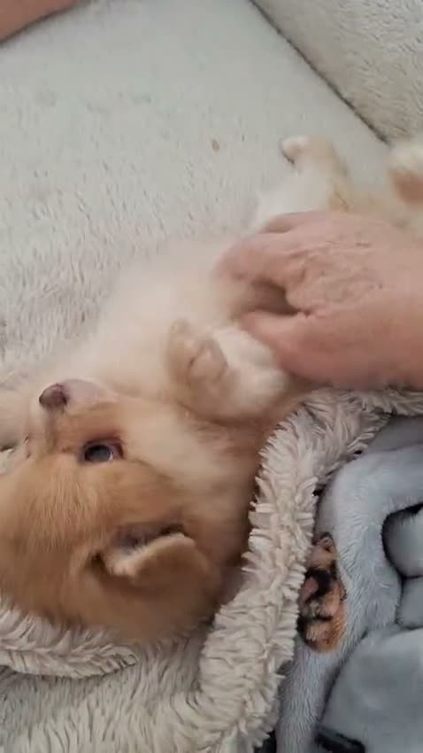 Pomeranian dogs for sale: Pomeranian puppy female  - Video 1