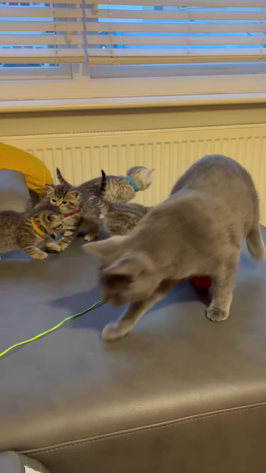 British Shorthair cats for sale: Gorgeous British shorthairs kittens - Video 4