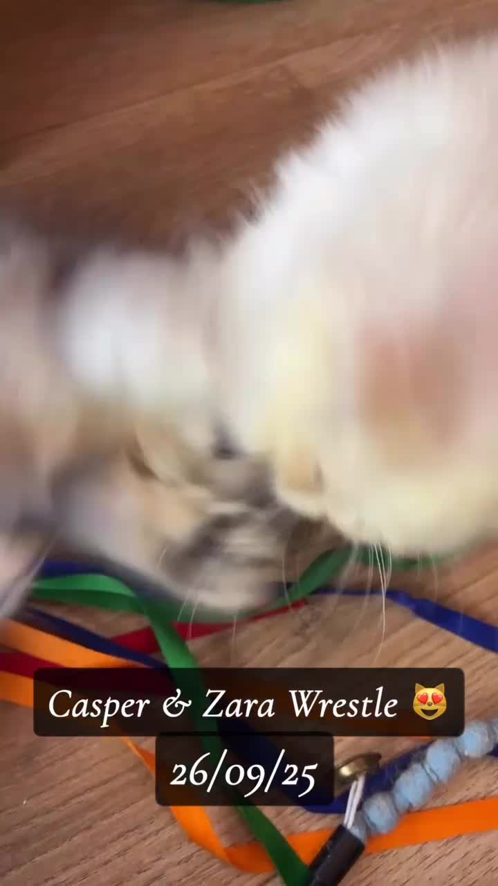 Munchkin cats for sale: Exceptional Quality & Extremely Rare Silver Minuet - Video 3