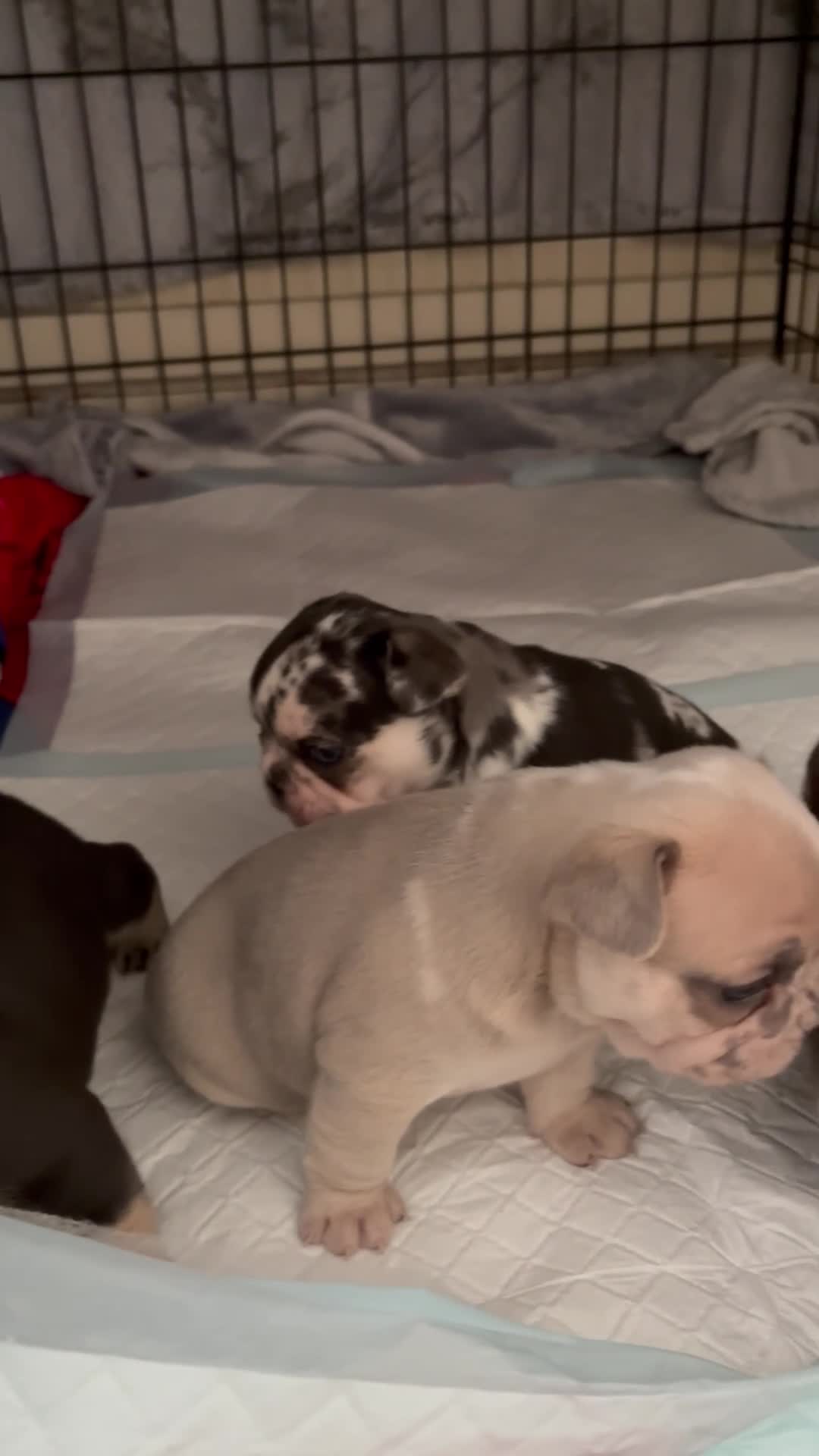 French Bulldog dogs for sale: Gorgeous French bulldogs  - Video 3