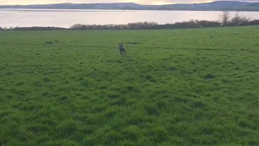 Cane Corso dogs for sale: Reggie  in Exeter - Video 1