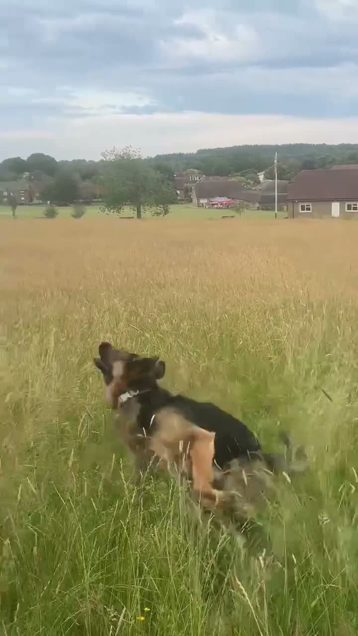 German Shepherd dogs for sale: Home needed for 2 year old German Shepherd  in Horsham - Video 1