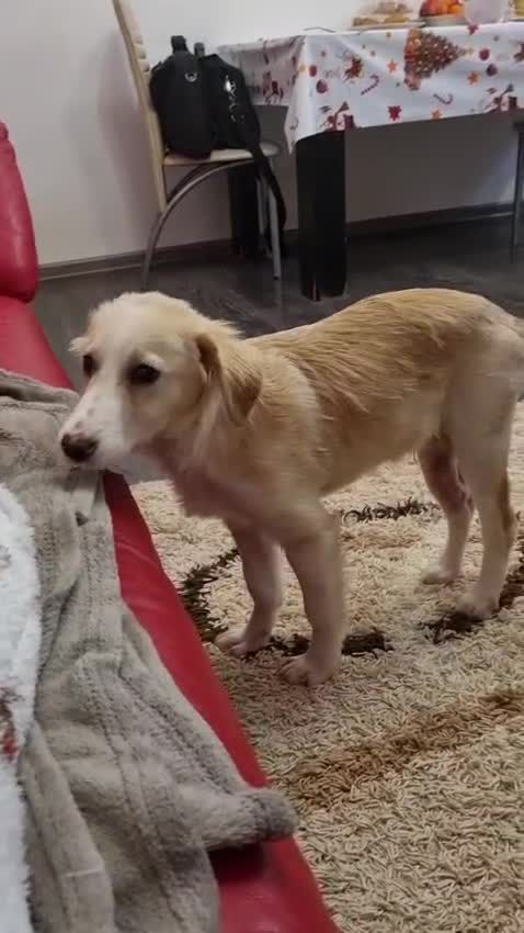 Mixed Breed dogs for adoption: Sweet Little OLAF – Hit and Run 😡 - Video 2