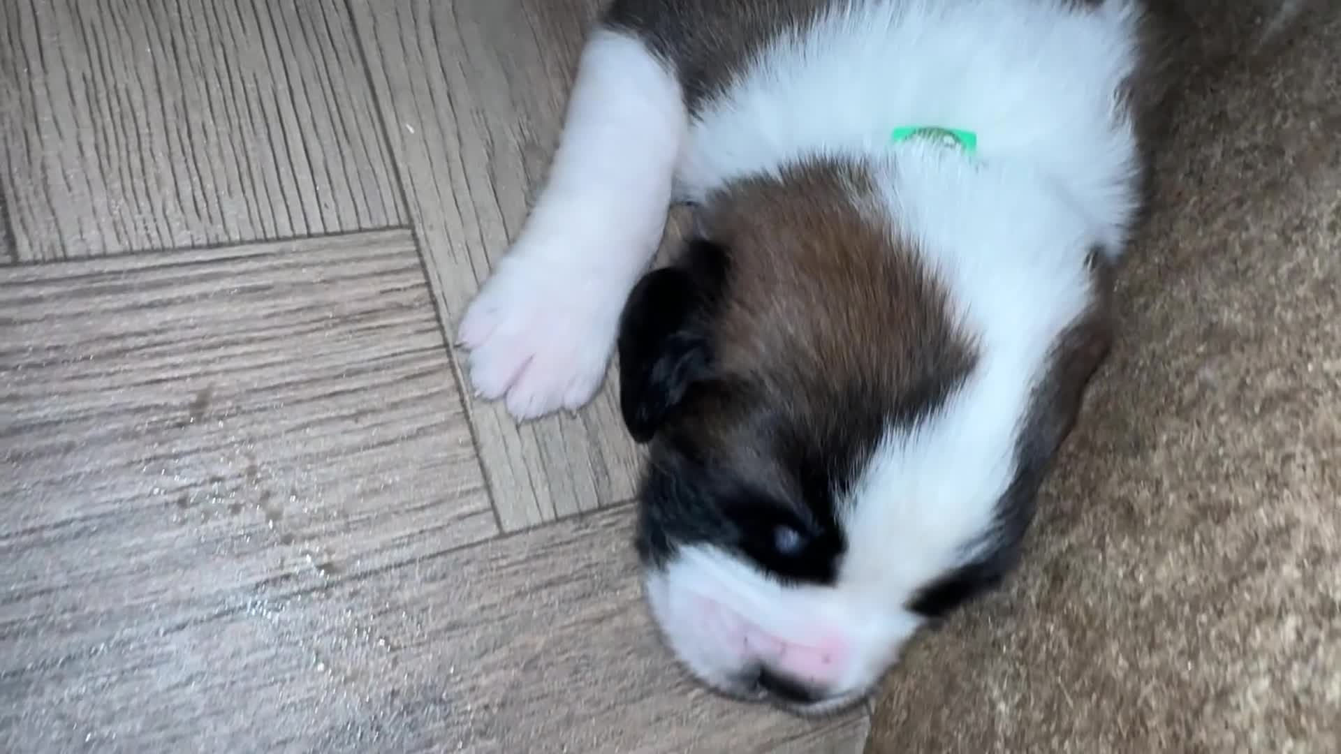 Saint Bernard dogs for sale: ONLY FEMALES LEFT!Saint Bernard Puppies For Sale🐶 - Video 1