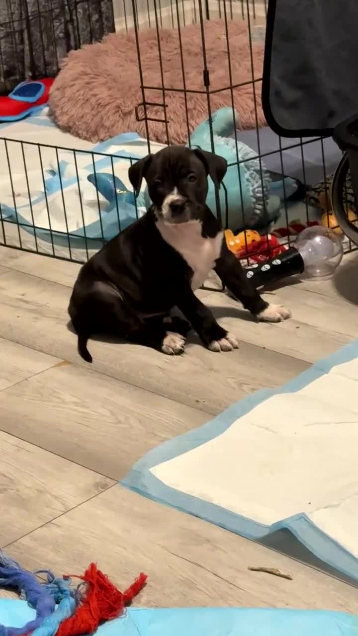 Mixed Breed dogs for sale: beautiful cane corso/ staff pups 7 left  - Video 3