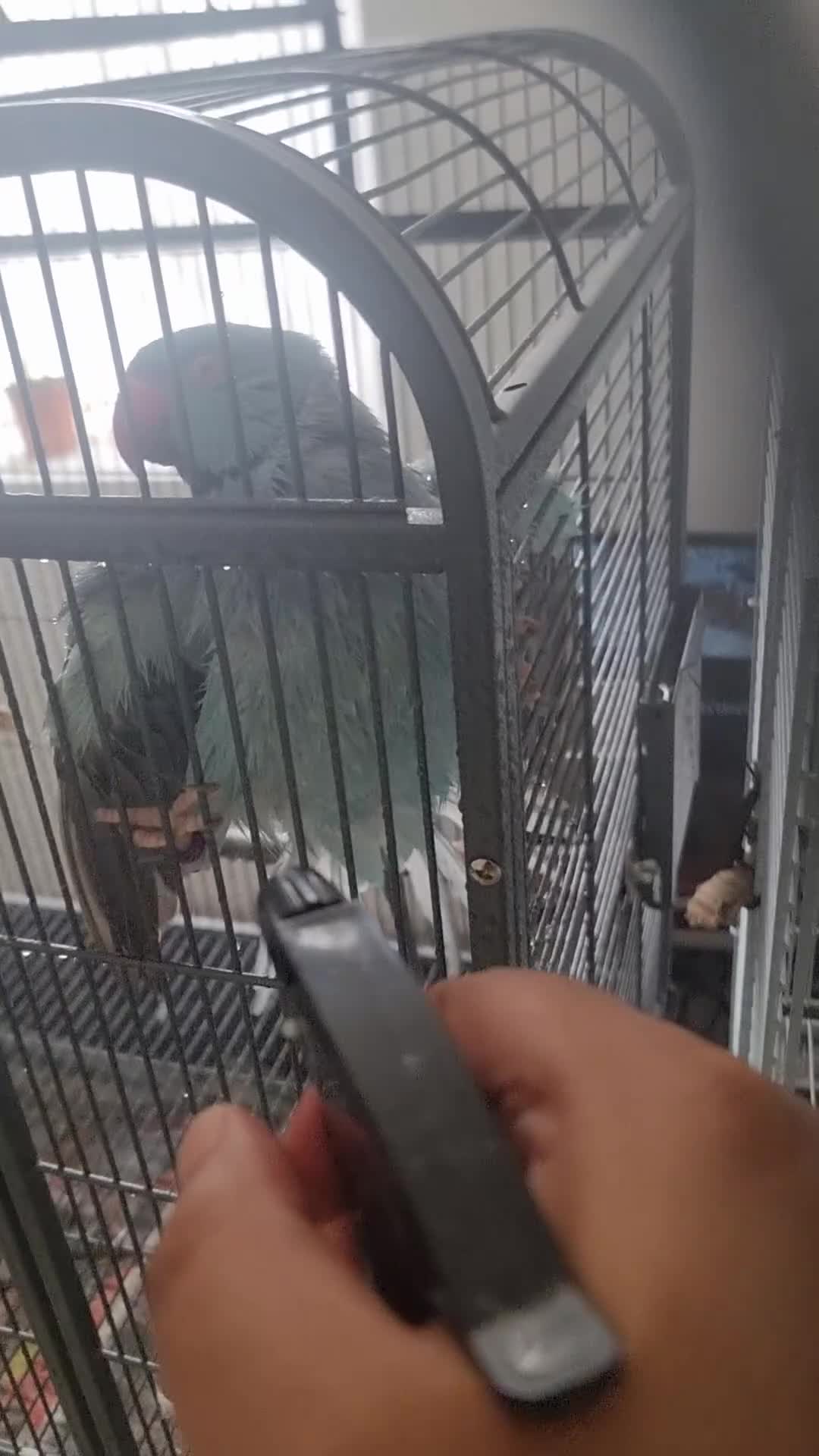 Ringnecks birds for sale: Beautiful blue ringneck tame talking parrot  - Video 1