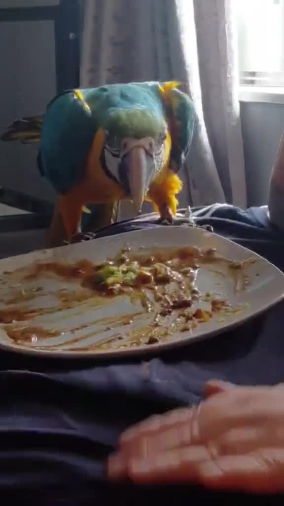 Macaws birds for sale: Blue & gold female macaw - Video 1