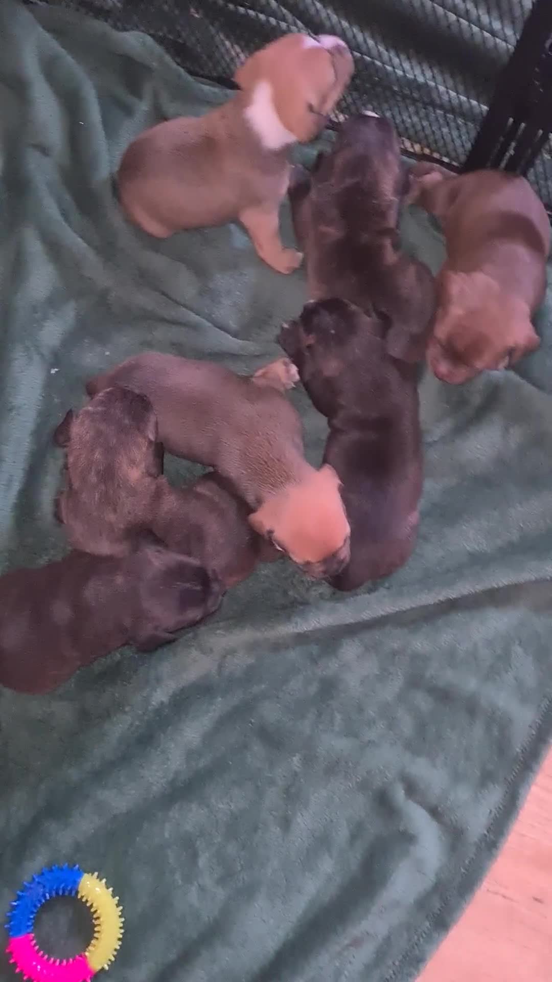 Staffordshire Bull Terrier dogs for sale: Beautiful staffy pups - Video 1