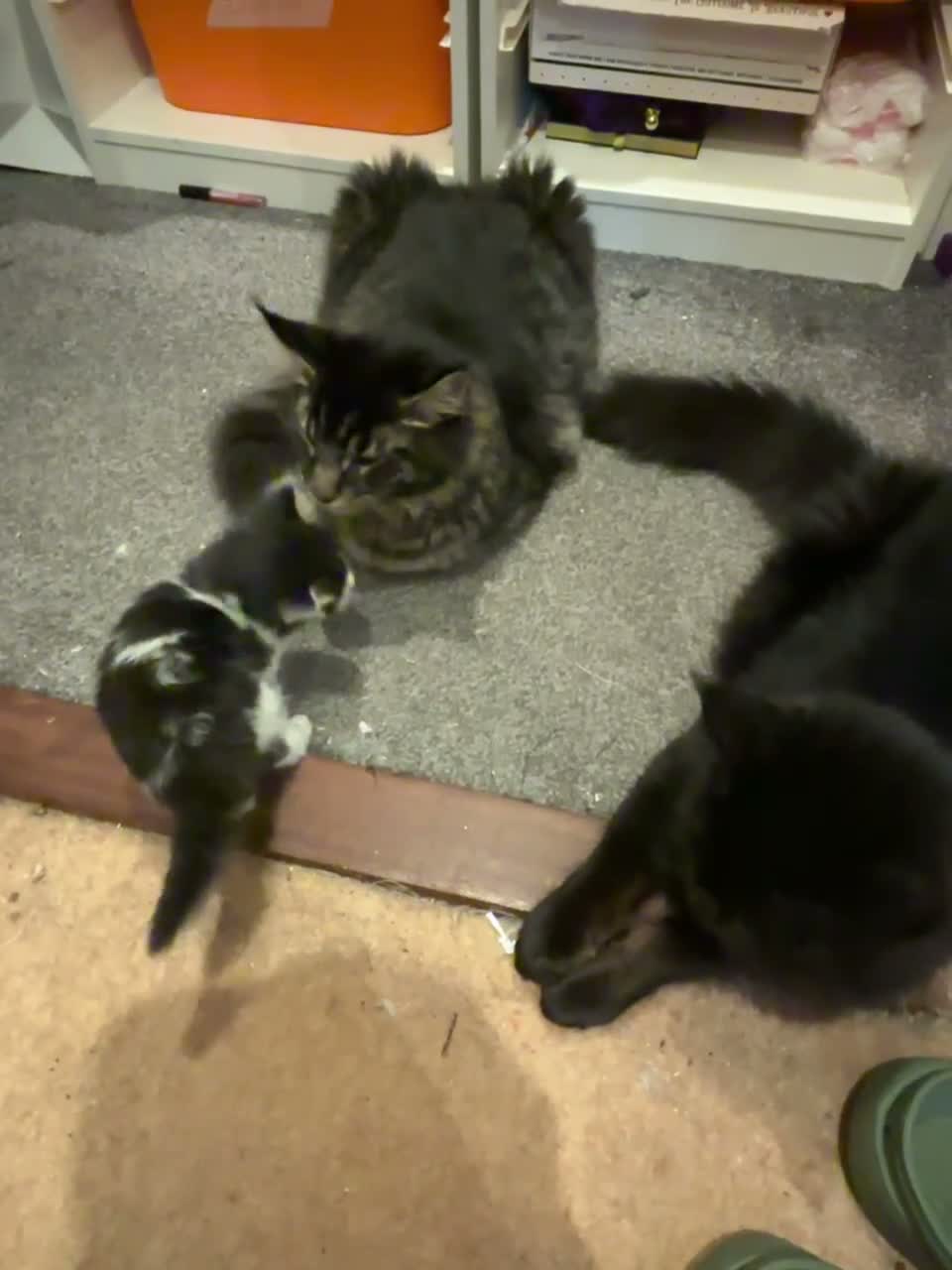 Maine Coon cats for sale: Maine Coon for Halloween! - Video 1
