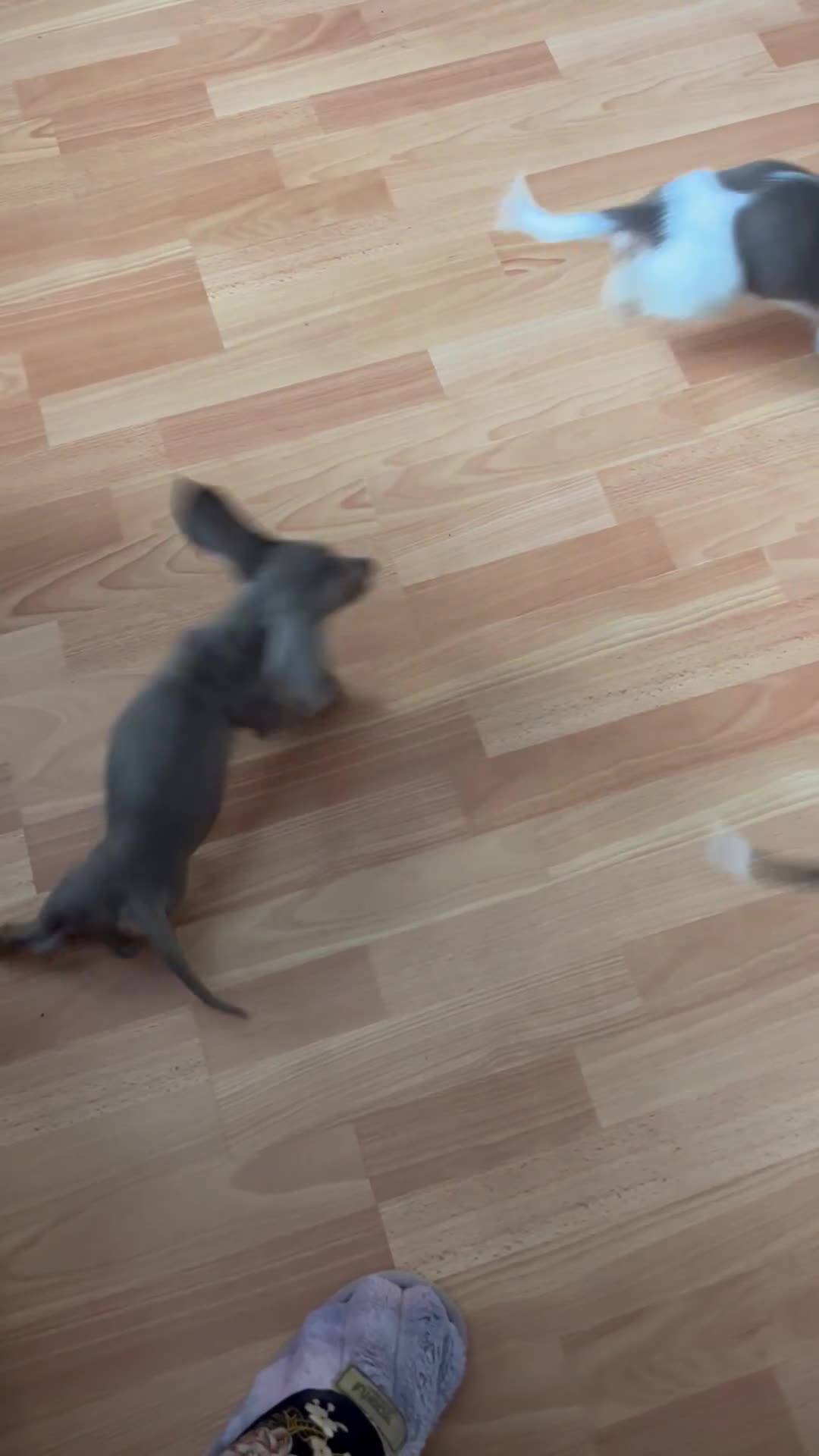 Dachshund dogs for sale: 3 kc Miniature daschunds Puppys  - Video 1
