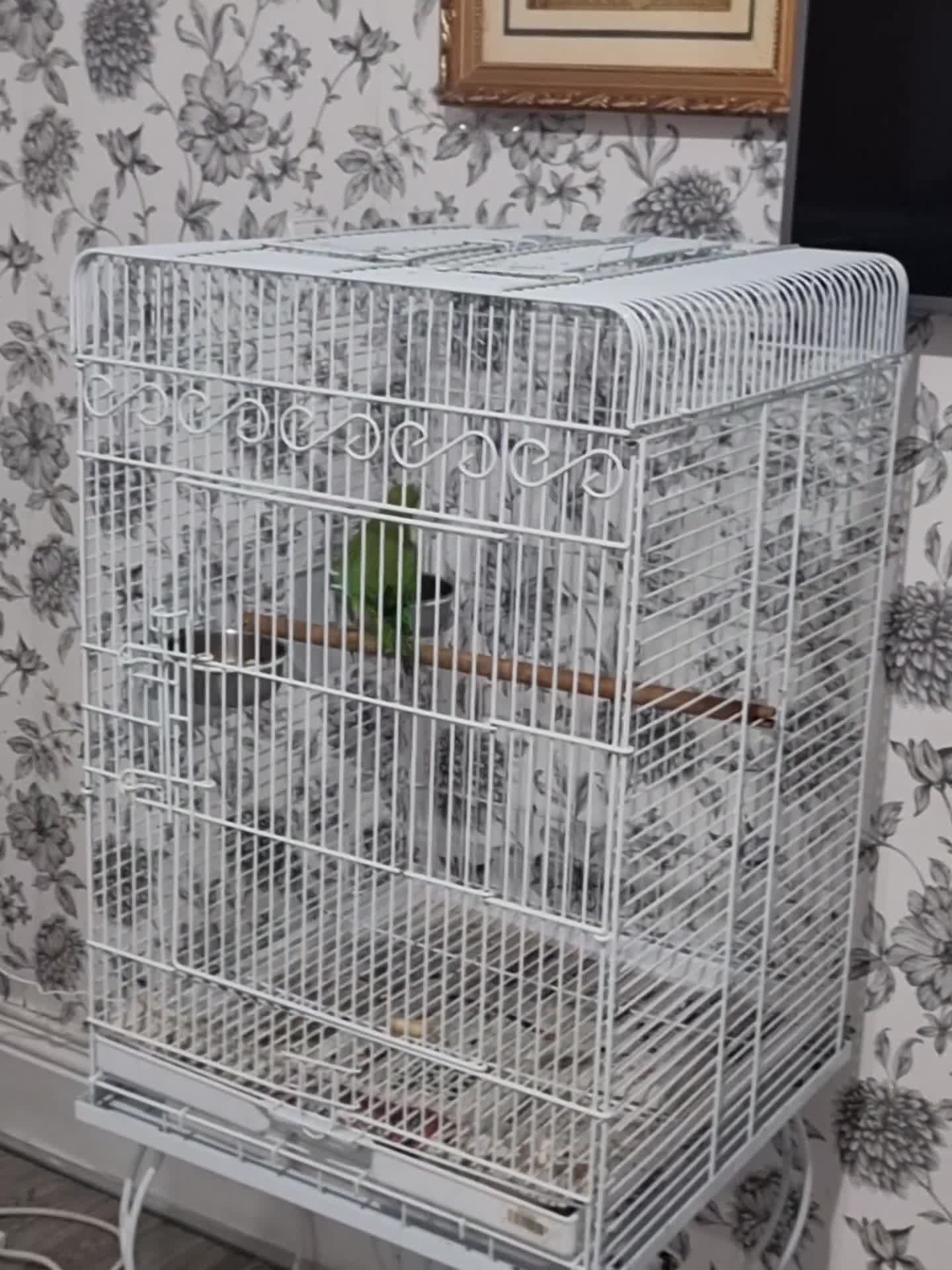Ringnecks birds for sale: Beautiful baby ringneck talking parrot  - Video 1
