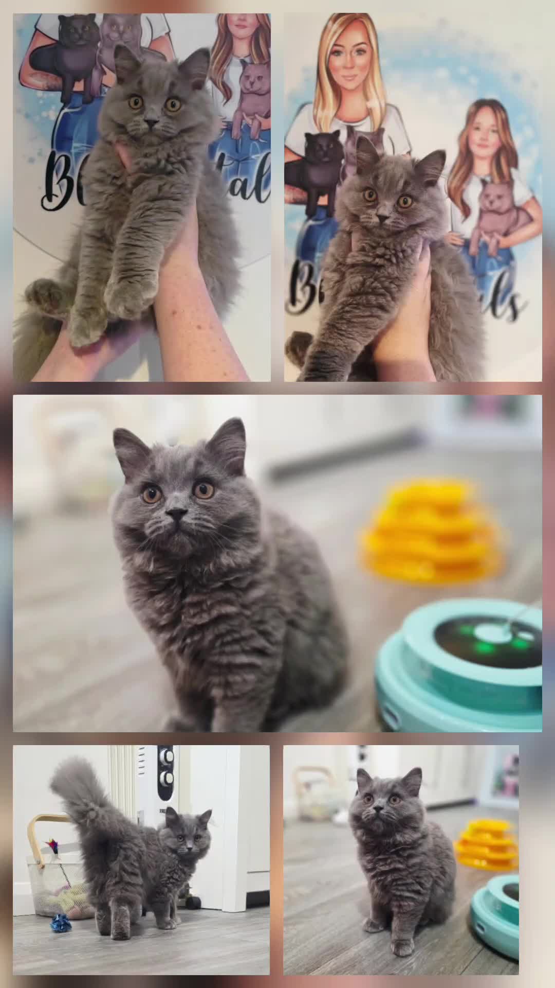 British Shorthair cats for sale: 1 beautiful girl ready NOW! British long hair  - Video 1