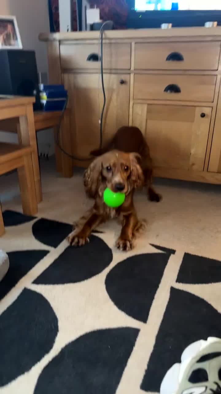 Cocker Spaniel dogs for stud: Golden show cocker spaniel for stud  - Video 4