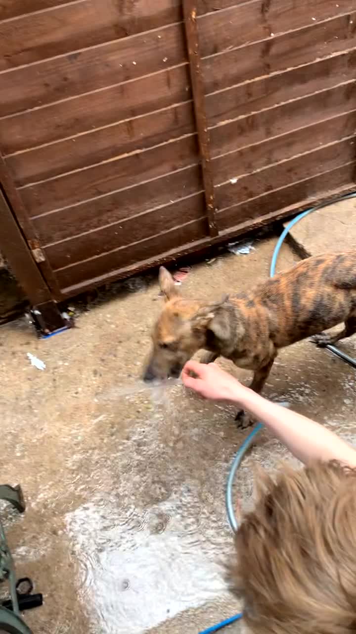 Mixed Breed dogs for sale: malinois x lurcher  - Video 1