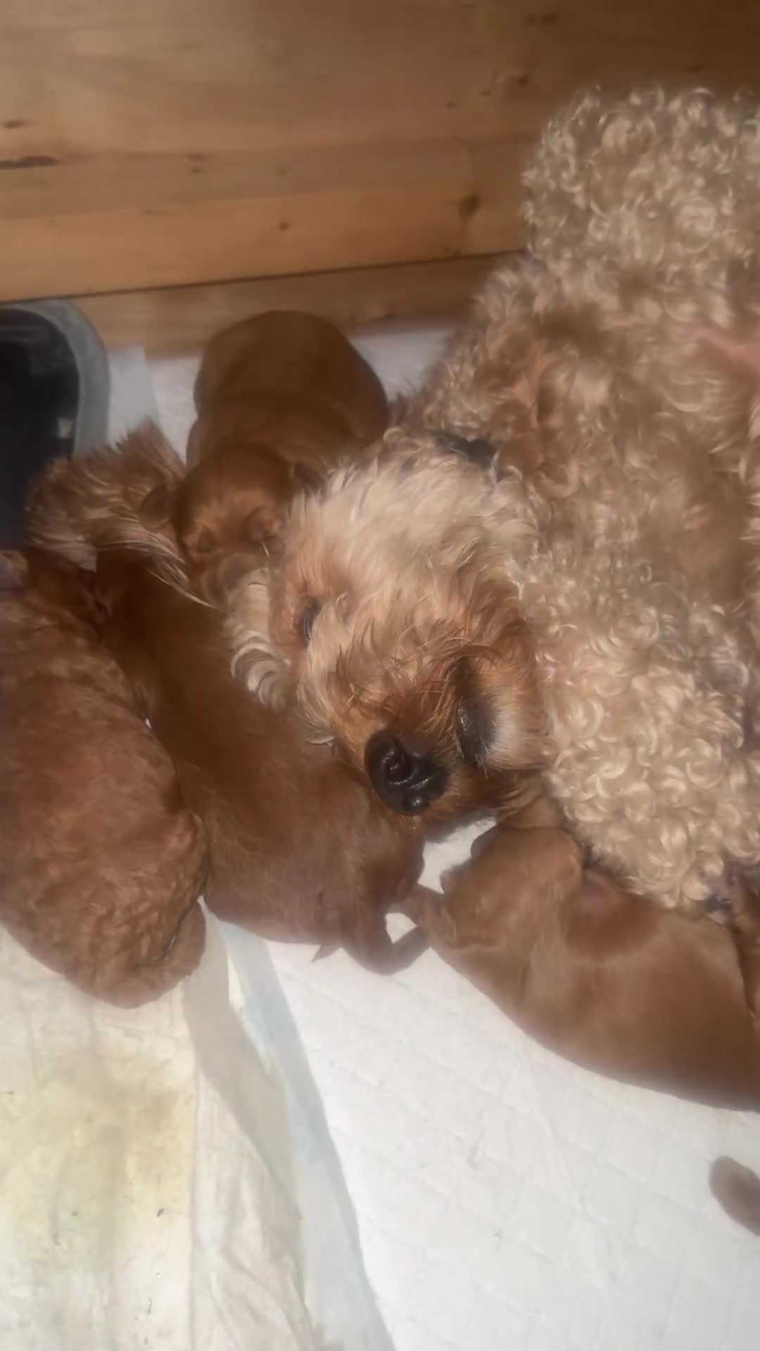 Cockapoo dogs for sale: F1 Cockapoo puppies  - Video 1