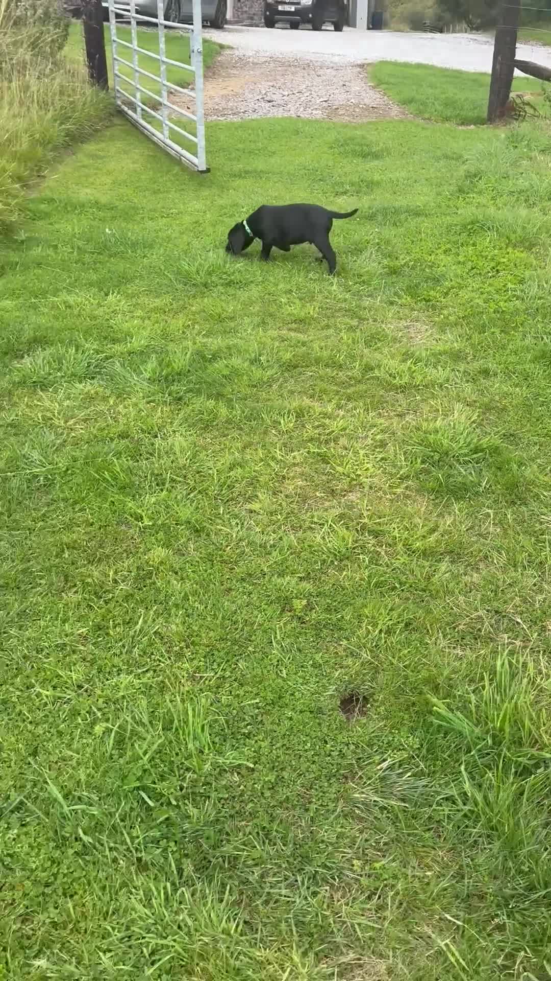 Mixed Breed dogs for sale: BITCH NOW AVAILABLE! GWP X Labrador puppies - Video 4
