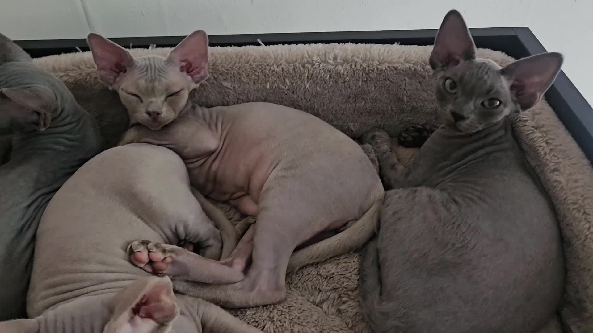 Devon Rex cats for sale: One Liliac boy available in Manchester - Video 3