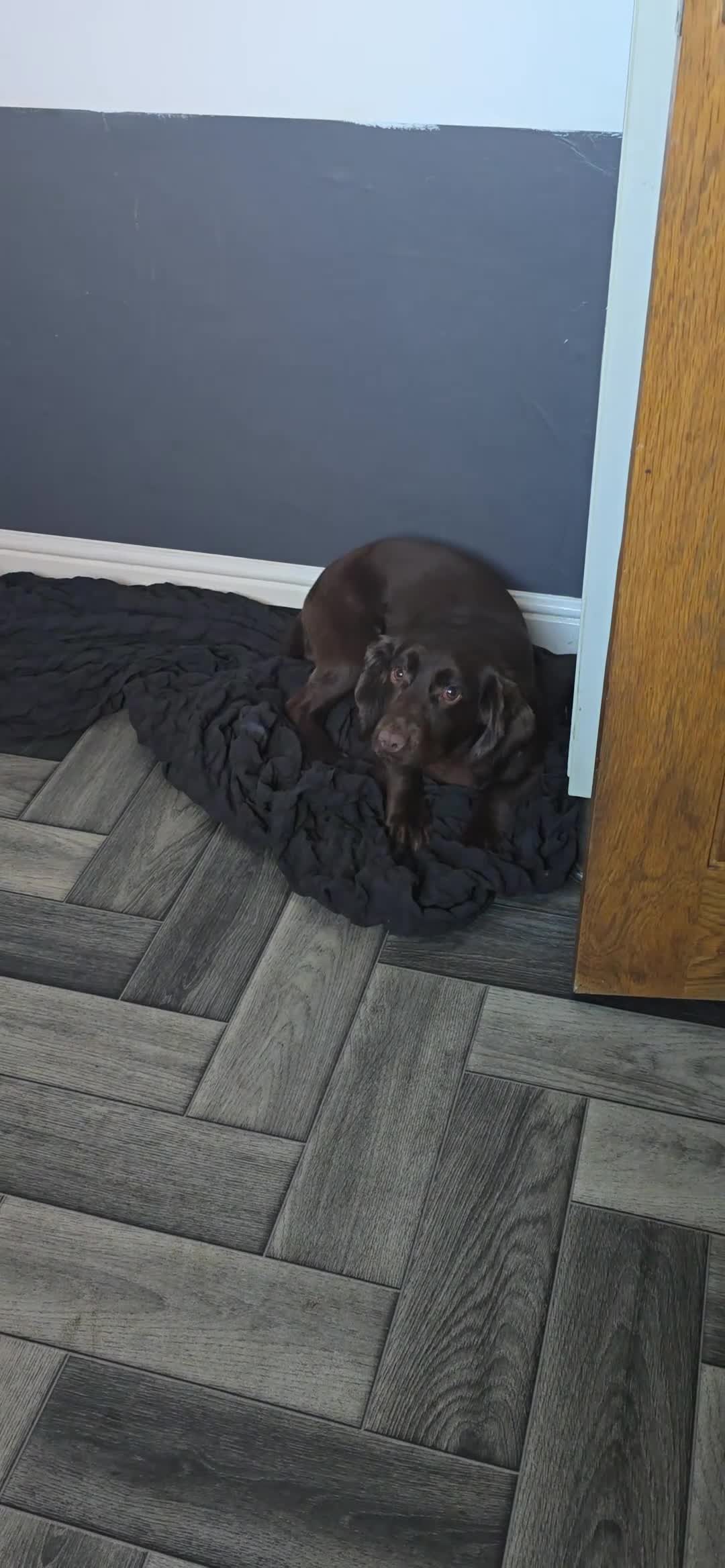 Cocker Spaniel dogs for sale: Cocker spaniel bitch - Video 1