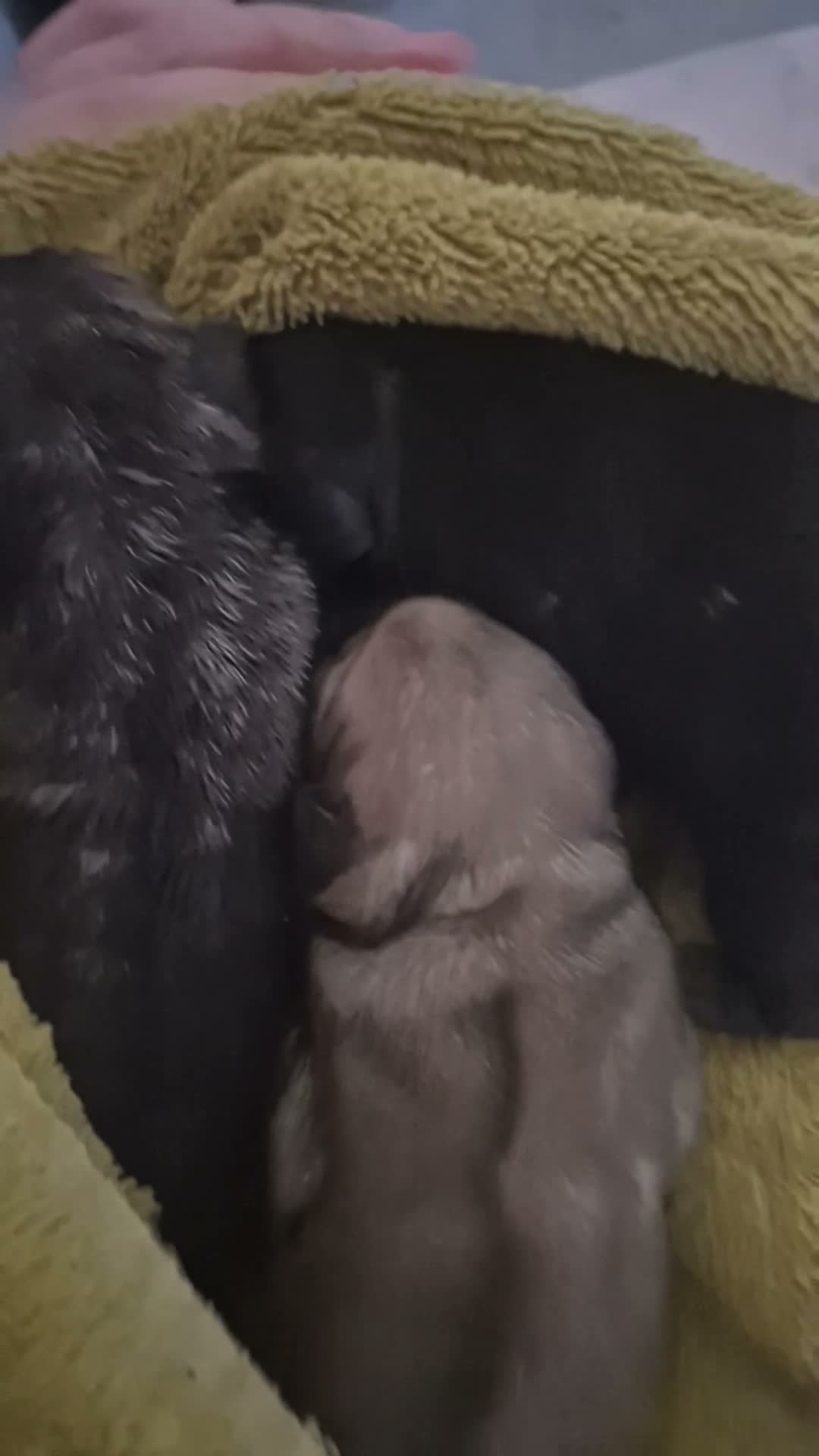 Mixed Breed dogs for sale: 5 pug mixed shihtzu ready to gofirstweekofDecember - Video 1