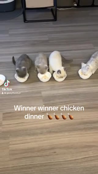 British Shorthair cats for stud: 🐈‍⬛ GIZZY THE STUD 🐈‍⬛ GCCF AND TICA REGISTERED  in Solihull - Video 4