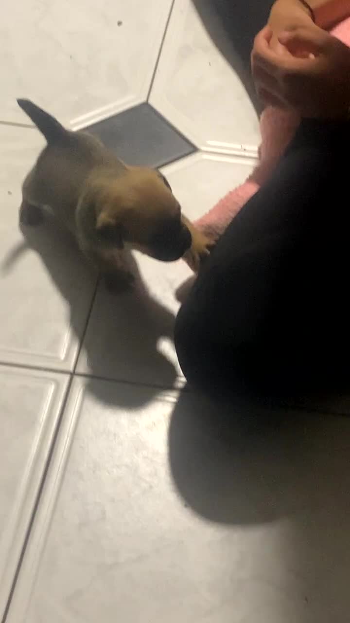 Jug dogs for sale: Lovely little bundle of joy  - Video 2