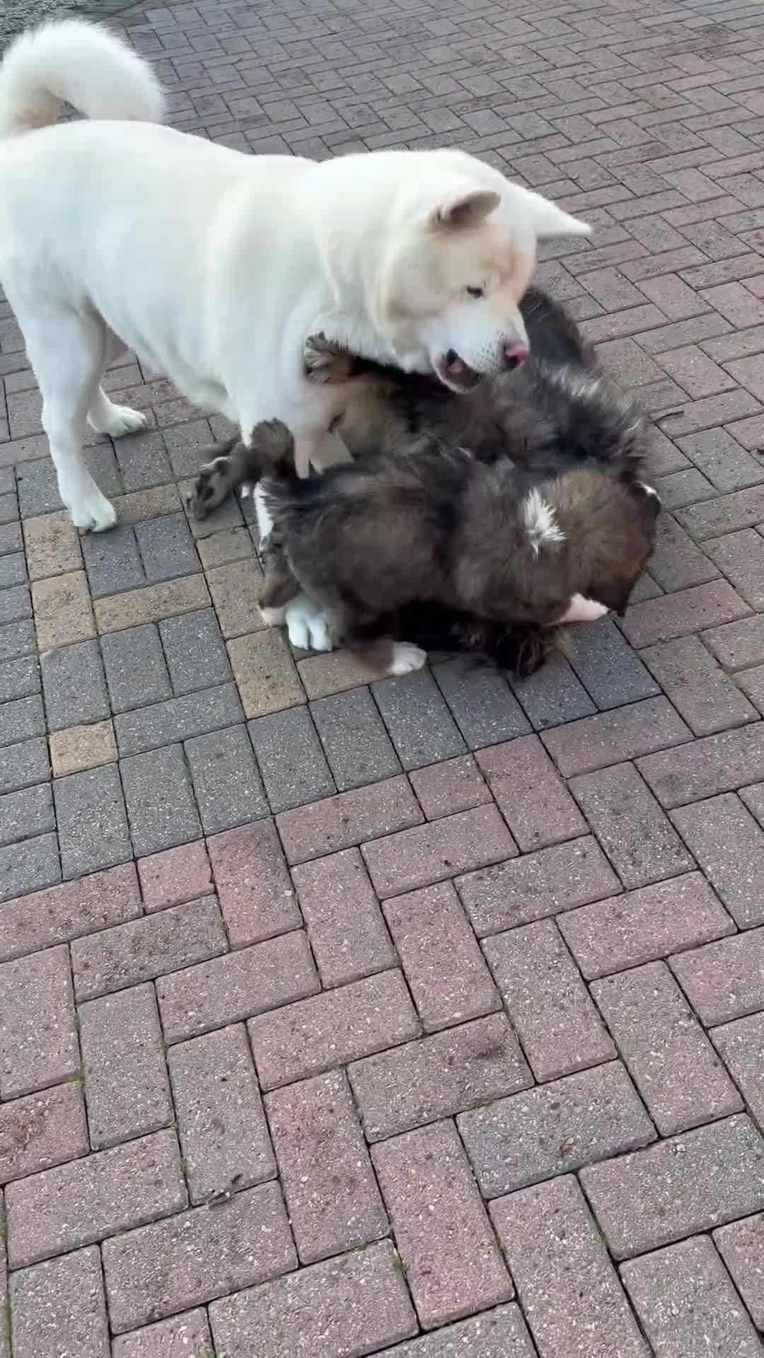 Mixed Breed dogs for sale: F1 Caucasian shepherd X American Akita  - Video 1