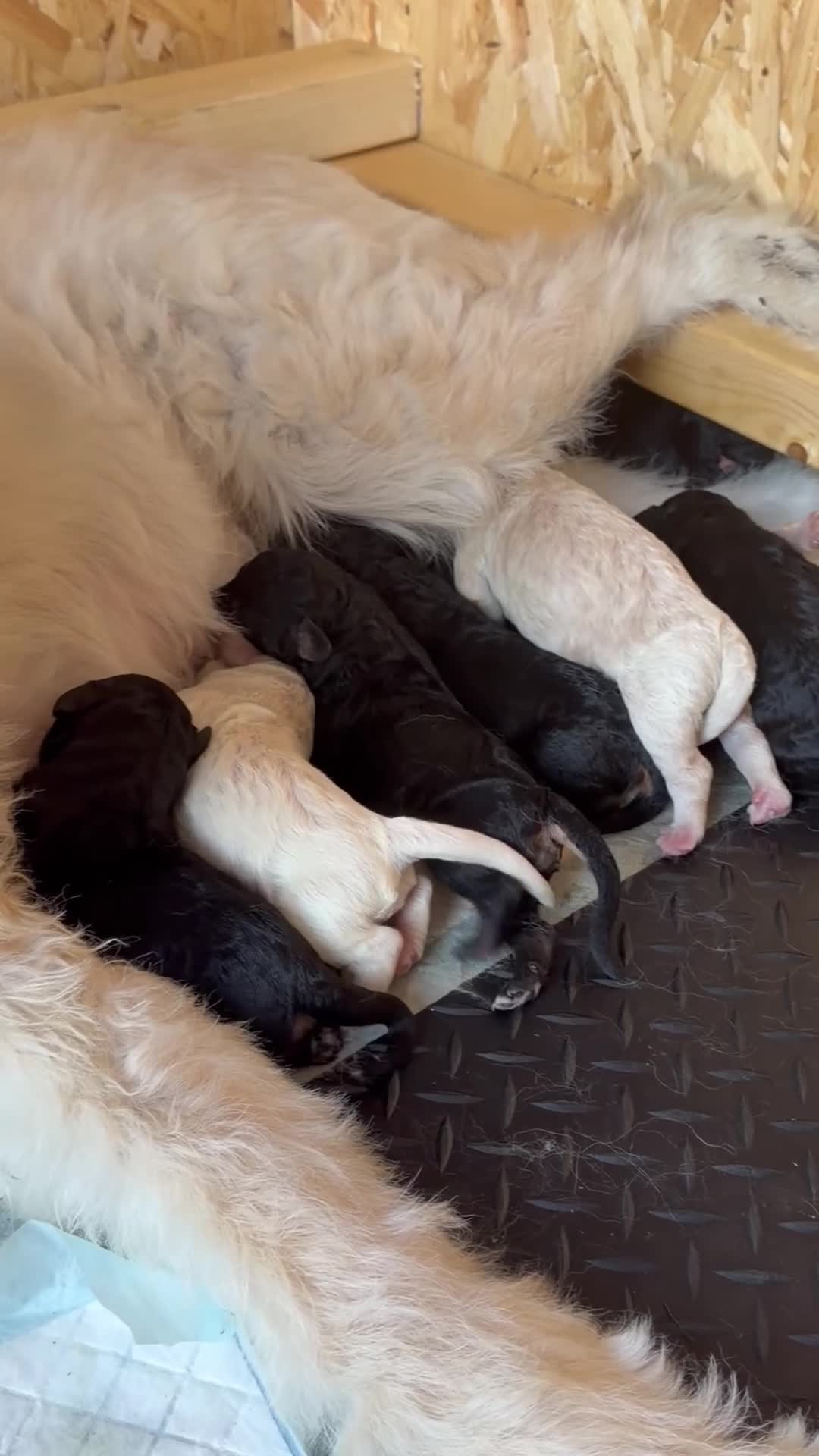 Mini Goldendoodle dogs for sale: F1b Mini Goldendoodle Puppies. Ready to Reserve 🤍 - Video 4