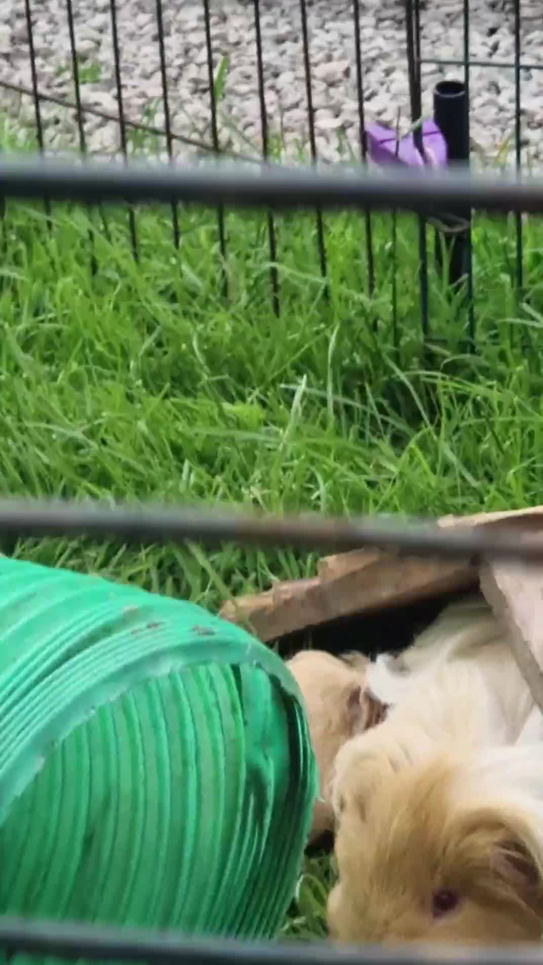 Guinea Pig rodents for sale: Gorgeous Sheltie Guinea Pig  - Video 1