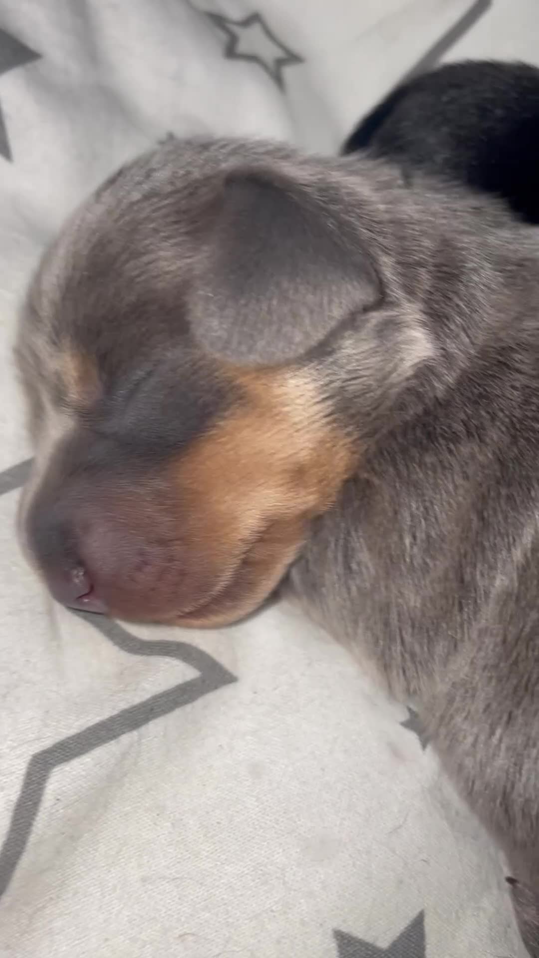 Miniature Dachshund dogs for sale: Miniature dachshund - Video 1