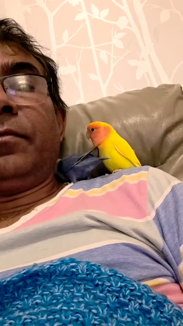 Lovebirds birds for sale: Tamed Peachfaced female Lovebird (Collection Only) in Wallington - Video 2