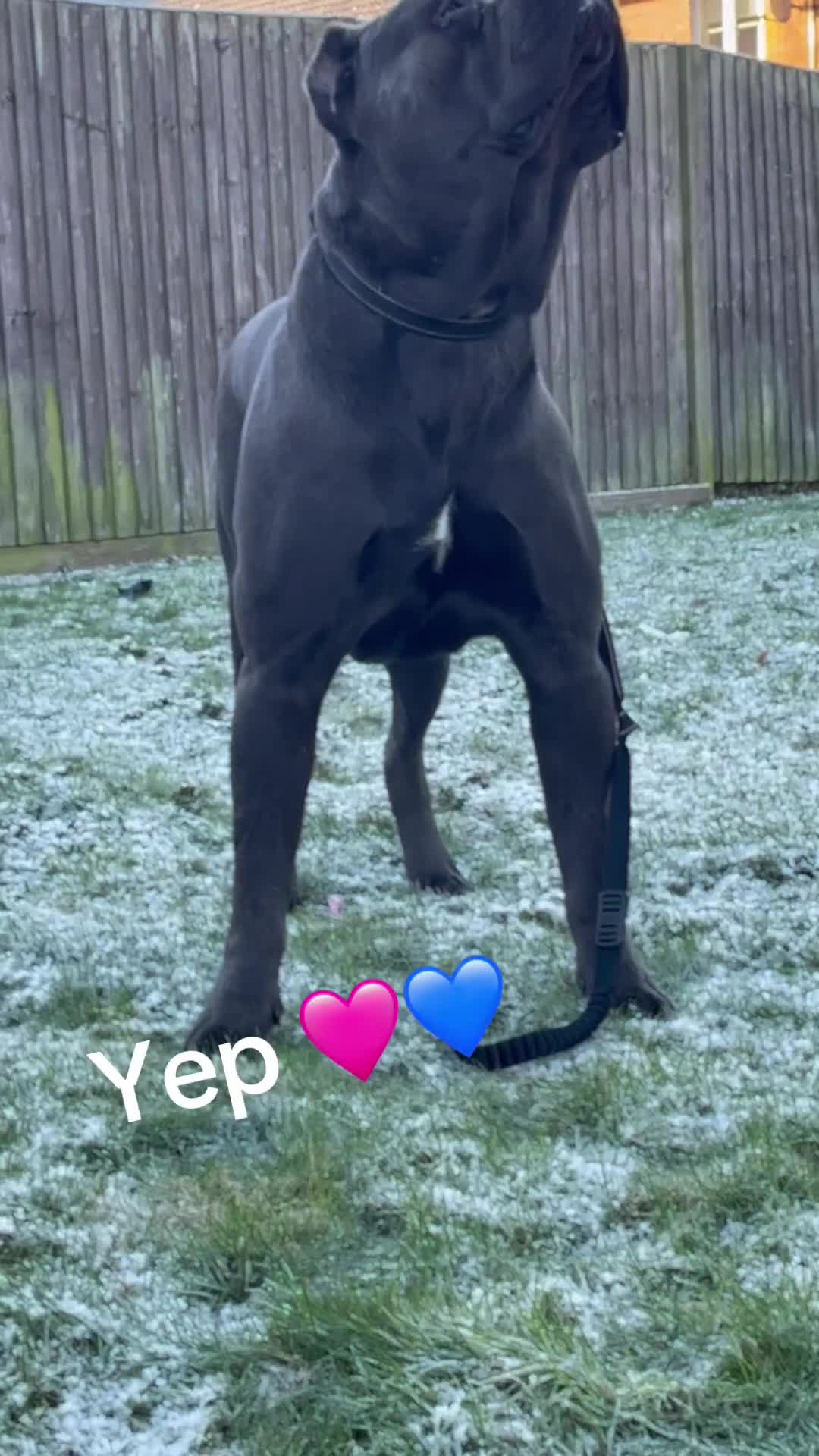 Cane Corso dogs for sale: Champion/true to type cane corso puppies - Video 1