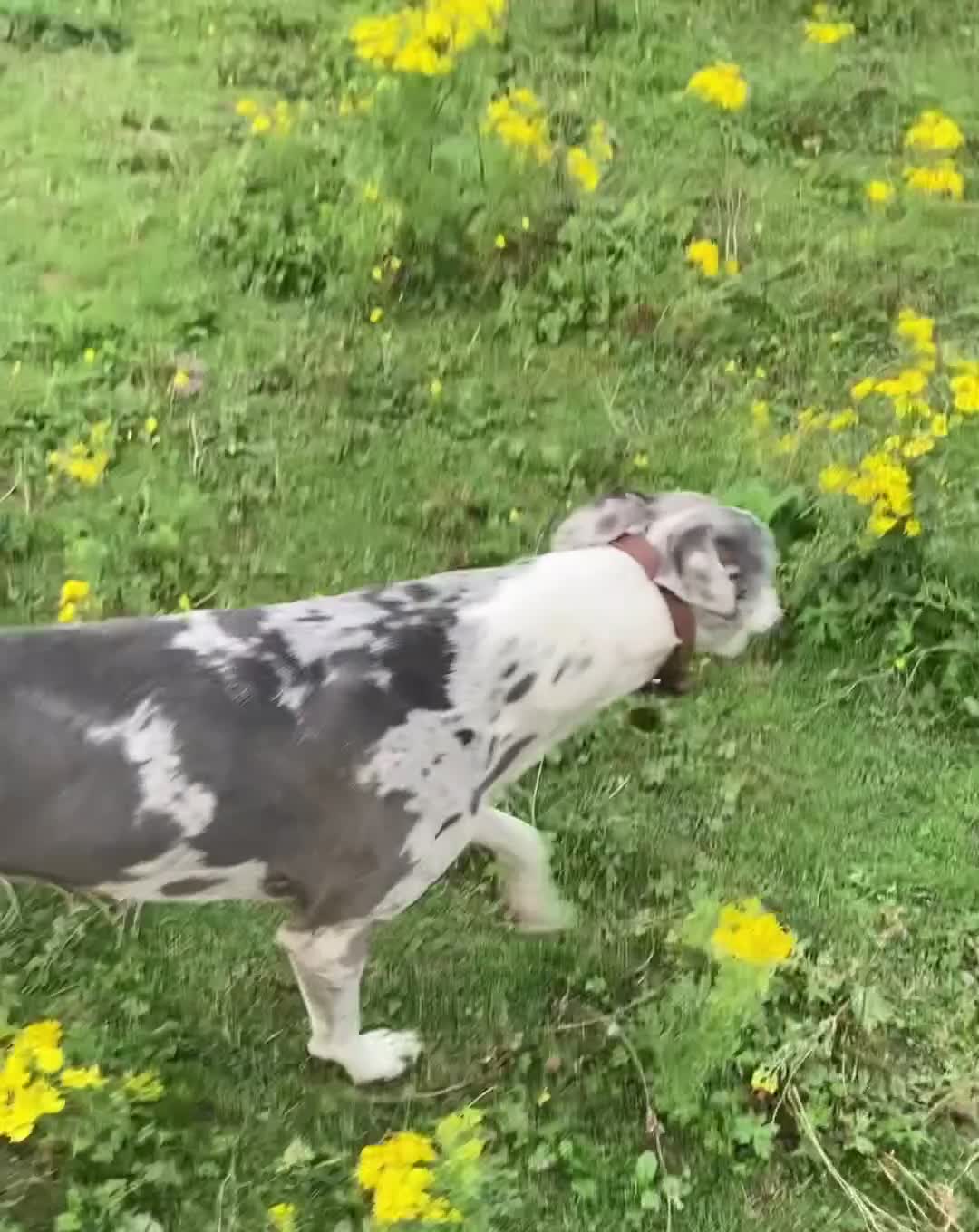 Lurcher dogs for sale: Male lurcher - Video 1